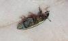 Lixus sp.